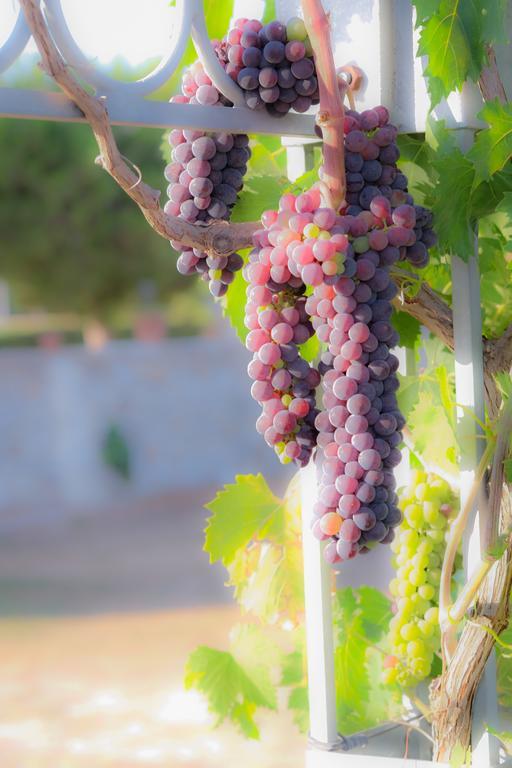 ג'ורדיניאנו Agriturismo Il Megalite מראה חיצוני תמונה